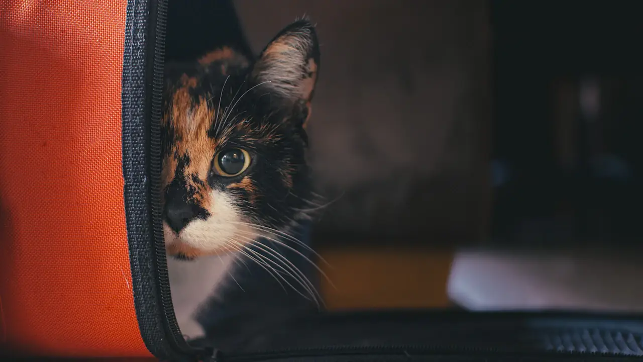 探出头来的三花小猫，窝在橙色宠物航空箱里