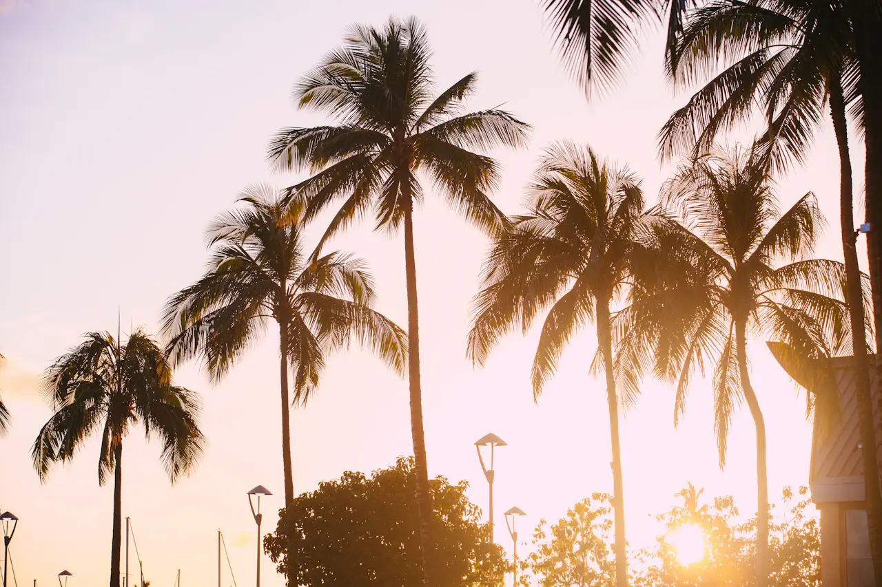 Backlit coconut palms against a pink-orange sky, Oahu